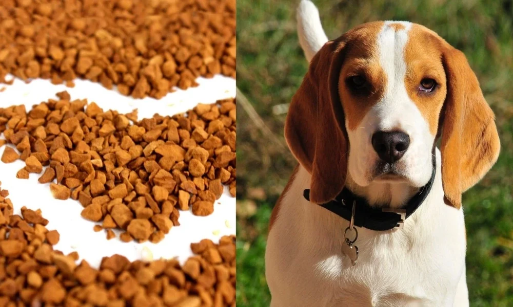 Understanding Freeze-Dried Dog Food Options